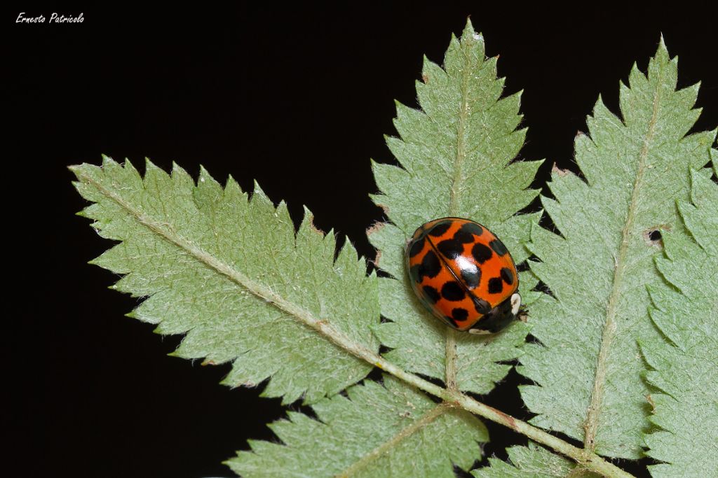 Coccinellidae: Harmonia axyridis